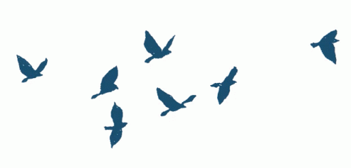flying birds tumblr gif