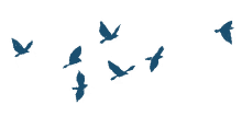flying birds