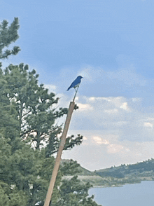 Bluebird GIF