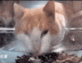 Cat Cat Stare GIF - Cat Cat Stare Eating GIFs