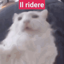 Il Ridere Ride GIF - Il Ridere Ride Gatto GIFs