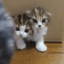 Cats Infinity GIF - Cats Infinity GIFs
