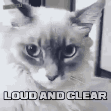 Loud And Clear Cat GIF - Loud And Clear Cat What GIFs