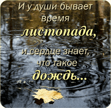 a picture of a maple leaf in the water with a quote in russian