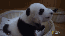 Precious Panda Cub GIF - Nat Geo Nat Geo Wild Panda Babies GIFs