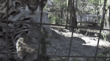 a leopard is behind a fence looking out