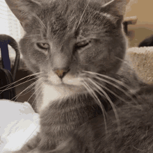 a close up of a cat 's face with a very long whisker