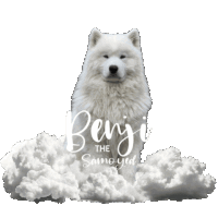 a white dog with the name benji the samoyed