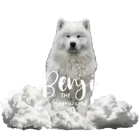 a white dog with the name benji the samoyed