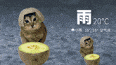 a cat wearing a watermelon hat is next to a smaller cat