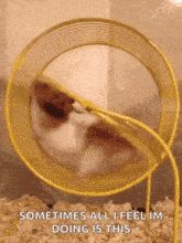 a hamster is running in a yellow hamster wheel and the caption says sometimes all i feel im doing is this .
