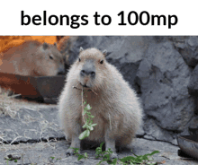 Capybara GIF