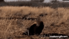 Honey Badger Hide GIF - Honey Badger Hide Funny GIFs
