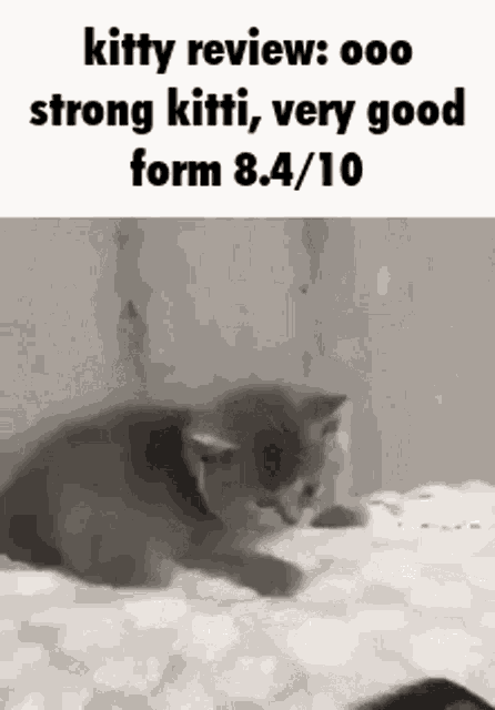 kitty-review-kitty.png