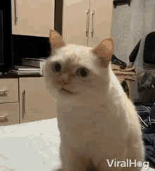 Cat Viralhog GIF - Cat Viralhog Pet GIFs