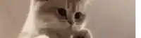 a close up of a cat 's face with its eyes closed .