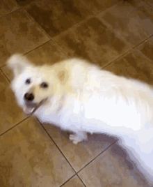 a white dog laying on a tile floor with its tongue out