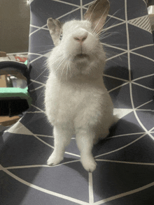 a small white rabbit sitting on a chair with a geometric pattern