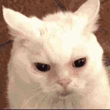 Tired Cat GIF - Tired Cat Grumpy GIFs