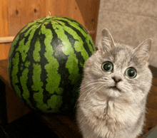 a cat sitting next to a watermelon with a surprised look on his face