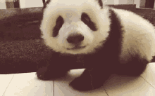 Panda Cub GIF - Panda Cub Cute GIFs