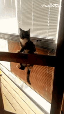 Cat Hang On GIF - Cat Hang On Hang In There GIFs