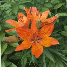 Flower Garden GIF - Flower Garden GIFs