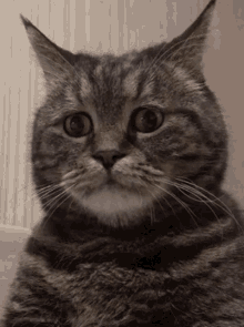 Sad Face GIF - Sad Face Cat GIFs