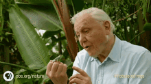 frogs david attenborough funny fabulous frogs omg