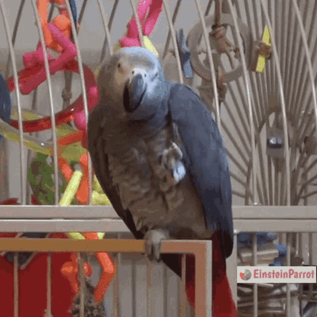 Parrot Einsteinparrot GIF - Parrot Einsteinparrot African Grey Parrot -  Discover & Share GIFs