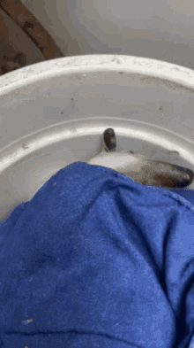 a small animal is laying on a blue cloth in a bucket .
