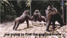 gog gog meme gog monkey gog series gogcord
