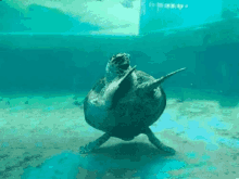 megans dancing turtle