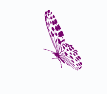 borboletas butterfly beautiful wings