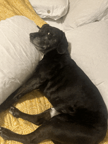 a black dog is laying on a bed with a yellow blanket