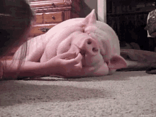 Pig Lazy GIF - Pig Lazy Silly GIFs