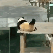 Panda Scratch GIF - Panda Scratch Itchy GIFs