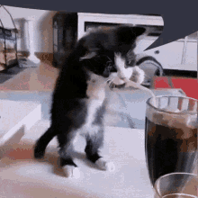 Kitten Trying To Drink GIF - Kitten Trying To Drink Cola GIFs
