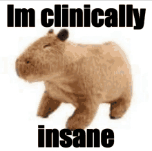 Clinically Insane Capybara GIF - Clinically Insane Capybara GIFs