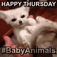 Happy Thursday Cute Animals GIF - Happy Thursday Cute Animals Baby Animals GIFs