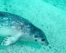 a seal swimming in a body of water with a turquoise background