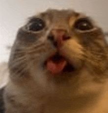 a close up of a cat with its mouth open and its tongue hanging out .