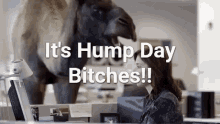 Camel Wednesday GIF - Camel Wednesday Hump Day Bitches GIFs