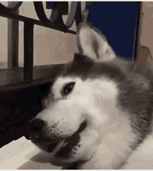 Shocked Doggo GIF - Shocked Doggo Shock GIFs