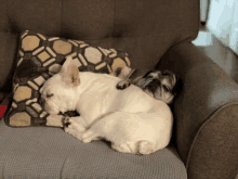 Frenchie Pug GIF - Frenchie Pug Living My Best Life GIFs