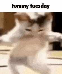 Tummy Cat Dancing Cat GIF