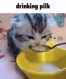 Pilk Pilking GIF - Pilk Pilking Kitten GIFs