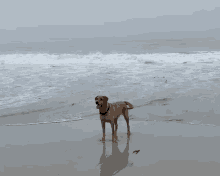 Aqua The Dog Aqua The Dog At The Beach GIF