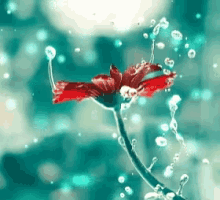Flower GIF