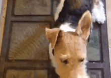 a close up of a dog looking out of a door .